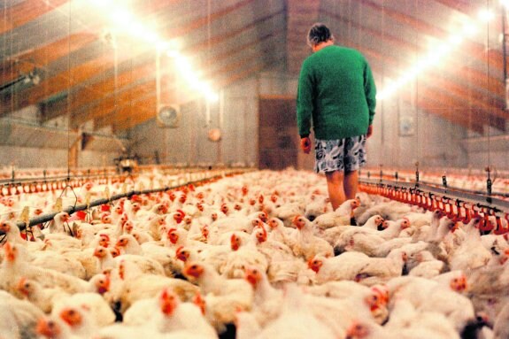 Un granjero francés, rodeado de miles de gallinas en su explotación. :: ap