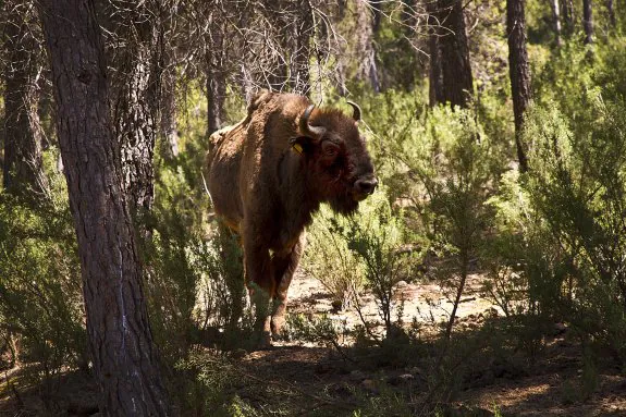Uno de los bisontes de la reserva de Valdeserrillas, en una imagen de archivo. :: lp