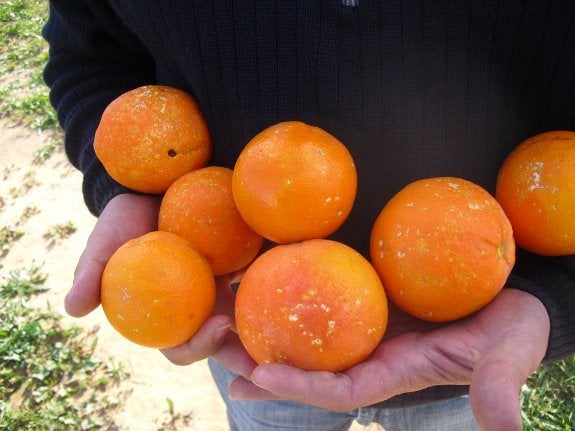 Naranjas dañadas por ataques de diminutos caracoles a principios de enero pasado. :: v. lladró