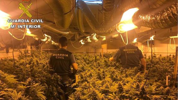 Detenida una pareja británica en Catral que tenía una plantación de marihuana en el garaje de su casa