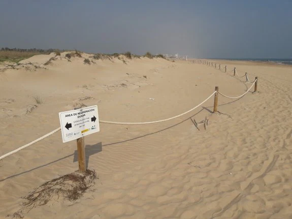 Área de regeneración dunar de la playa de l'Auir ubicada en el término municipal de Gandia. :: r. escrihuela