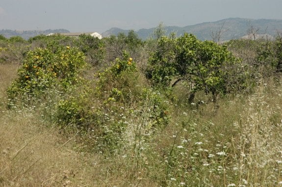 Campo de naranjos repleto de abandono, tras años de abandono. :: lp