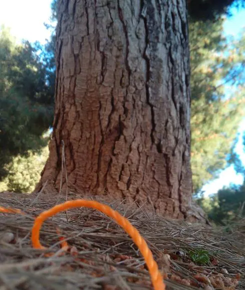 Encarcelan al hombre acusado de atar a su sobrina a un árbol en Catarroja