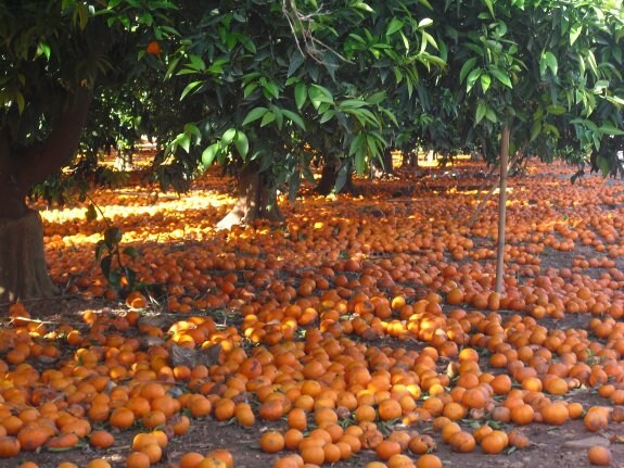 La geografía citrícola de La Plana, y también de otras comarcas valencianas, presenta esta anómala estampa; campos alfombrados con las clementinas que no se pudieron vender. 