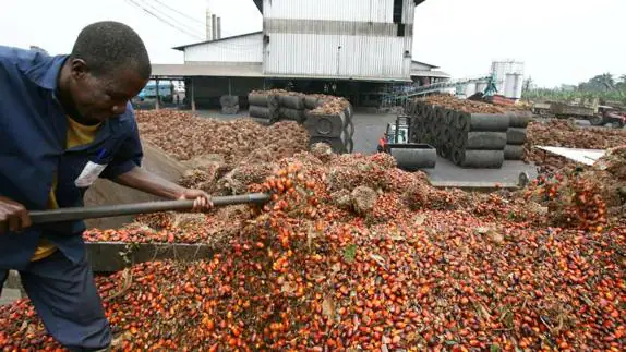 Plantación de palma de aceite en Irobo, Costa de Marfil.