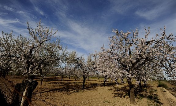 Almendros en flor. :: r. molina