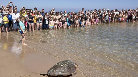 Suelta en la playa de Gandia de cinco tortugas marinas.