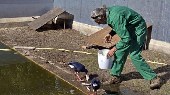 Un trabajador del centro de protección de animales del Saler.