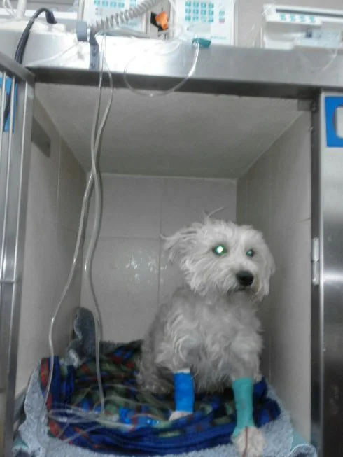 Perro atendido de urgencia tras ser envenenado. :: lp