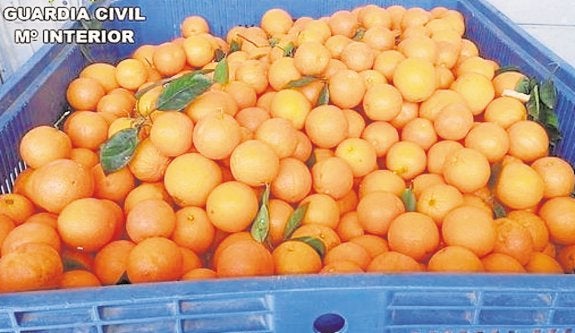 Naranjas para la industria. :: lp