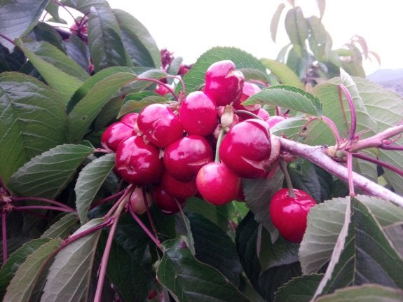 Algunas de las cerezas agrietadas tras las lluvias y el viento. :: LP