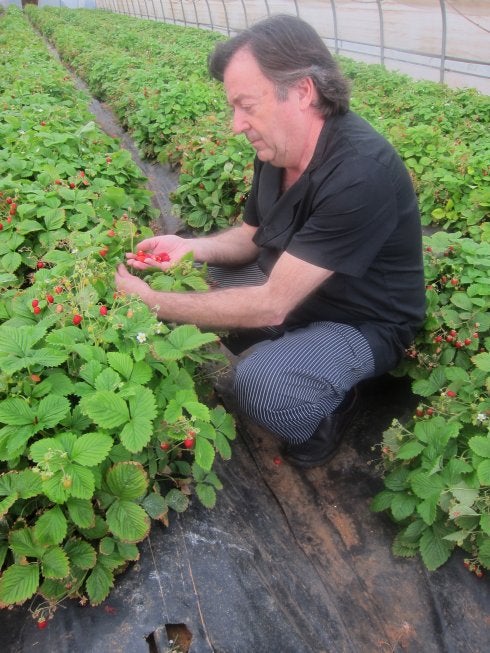 Paco Lorente, en su huerto de fresas. :: a. vergara