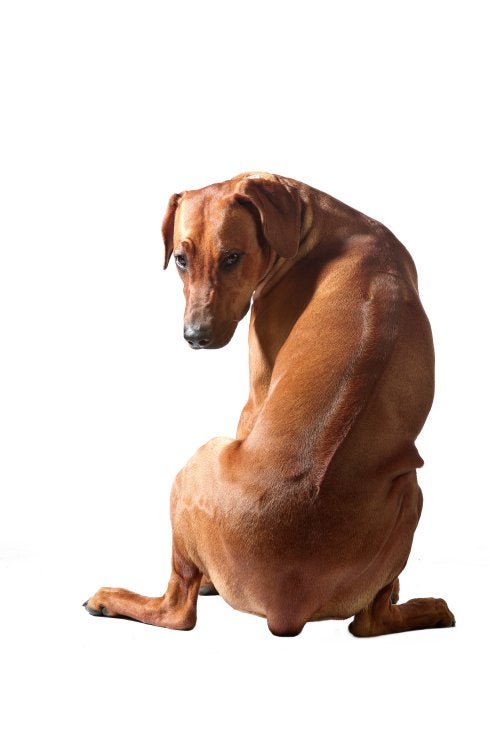 Bienestar animal. Amputaciones como la que muestra este perro serán erradicadas. :: r. c.