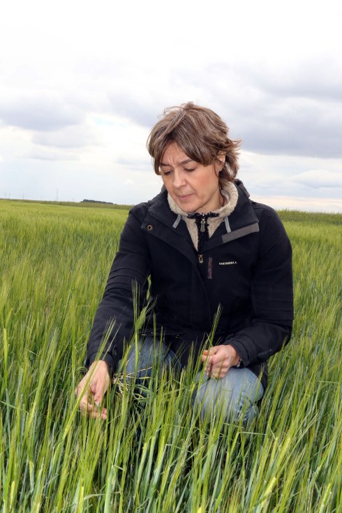 Bucólico. La ministra, en  un campo de cereal, en  Castilla. :: henar sastre