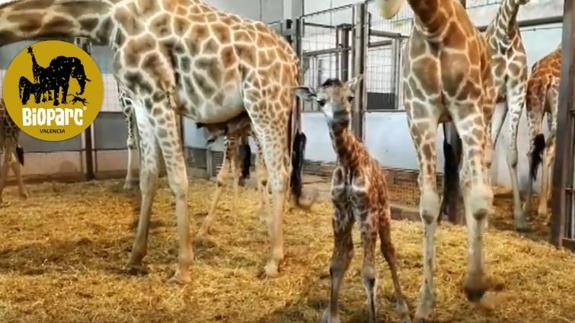 Nace una nueva jirafa en el Bioparc de una subespecie en peligro de extinción