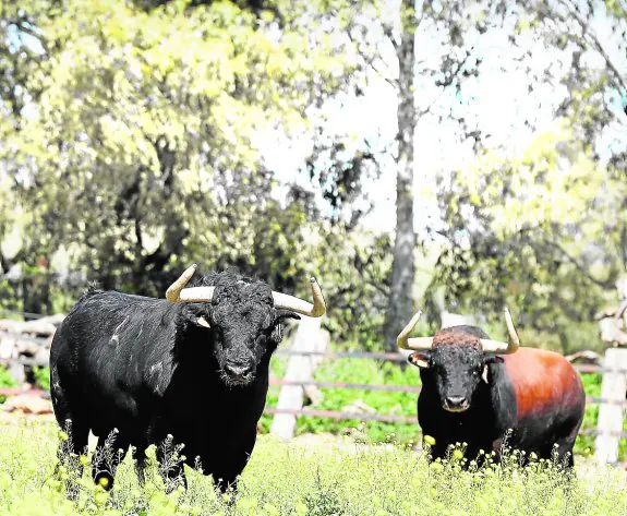 Un lote de torrestrellas en Los Alburejos. :: APLAUSOS