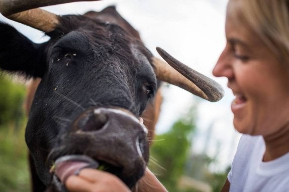 Margarita, la vaca que corre el riesgo de ser sacrificada, en el refugio donde es mimada. :: imagen cedida por hogar provegan