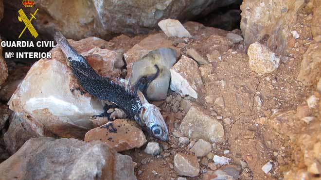 Detienen a una persona que utilizaba veneno camuflado en sardinas en un campo de naranjos