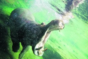 Lo primero que hace el hipopótamo al salir al exterior es lavarse los dientes. :: JESÚS SIGNES