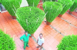 Los cultivadores Ramón Asensi y Vicente Martínez, ayer, con las albahacas. :: J.C. BARBERÁ