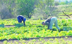 Dos agricultores recogen lechugas en Torrent. ::
IRENE MARSILLA