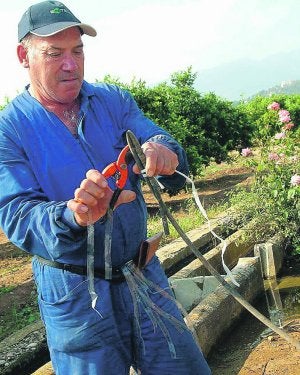 Un agricultor arregla un tubo de riego a goteo. ::
LP