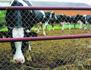 La provincia suma el 8% de muertes por la enfermedad de las 'vacas locas'