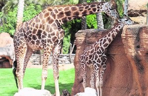 Baby boom en el Bioparc