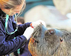 Adiestran en el Oceanogràfic a lobos marinos para rescate | Las Provincias