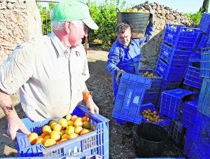 Recolección y pesado de clementinas, en cajones de arroba y media, en un huerto de La Plana. ::                             TONI LOSAS