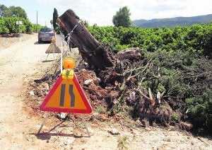 Uno de los árboles derribados por el viento en la Barraca de Aguas Vivas. / Francisco García
