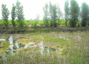 Els ullals del Riu Verd ya son Paraje Natural Municipal