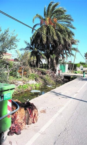 Restos de una palmera enferma en el camino La Plana. ::
LP