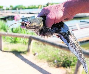 Un pescador de Catarroja captura el primer siluro hallado en la Albufera