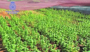 Plantación descubierta. ::
CNP