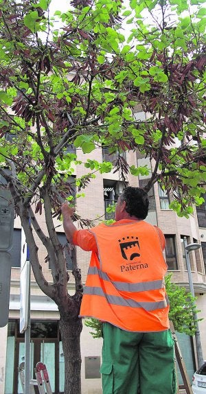 Un técnico coloca una caja con chinches en un árbol afectado. ::                             LP