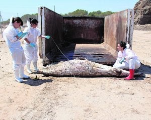 Personal de la Universitat de València analizan el cetáceo en Santa Pola. ::                             UNIVERSITAT DE VALÉNCIA