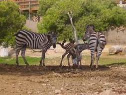 Terra Natura regalará la entrada a las personas que se encuentren en situación de desempleo