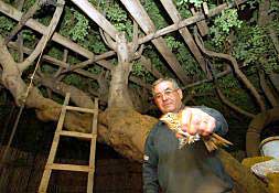 Un aficionado de l'Alcora muestra un tordo en el interior de un parany, en imagen de archivo.