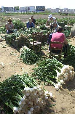 Un grupo de agricultores prepara manojos de cebollas tiernas en la huerta de Valencia.