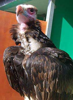 El zoo de Valencia ofrece una exhibición de aves africanas