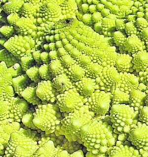 Romanesco ecológico