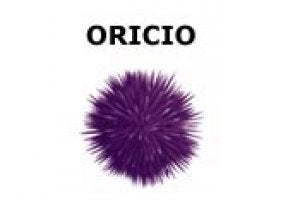 Revuelto de lechuga de mar con oricios y langostinos