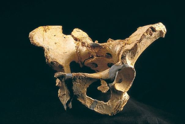 La pelvis 'Elvis', hallada también en la sima de los Huesos, es un espectacular resto de un hombre que pesaría unos 100 kilos y de mediana estatura.