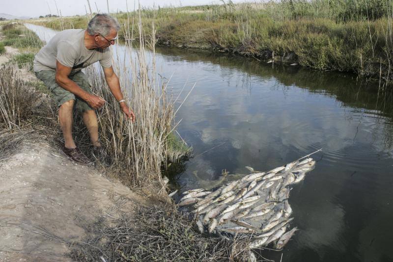 Peces muertos en las Salinas de Santa Pola