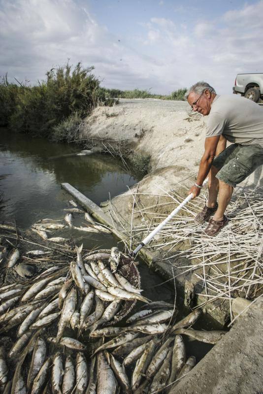 Peces muertos en las Salinas de Santa Pola