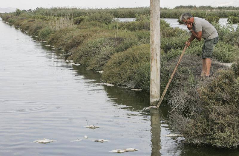 Peces muertos en las Salinas de Santa Pola