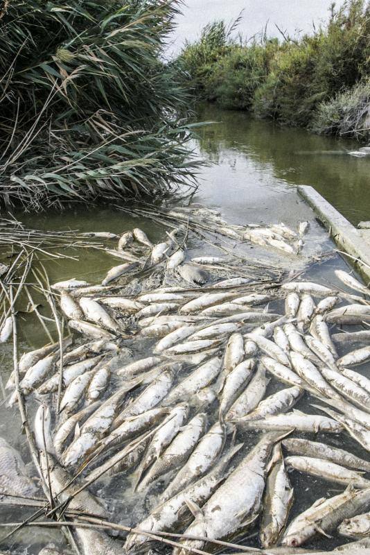 Peces muertos en las Salinas de Santa Pola