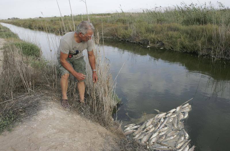 Peces muertos en las Salinas de Santa Pola