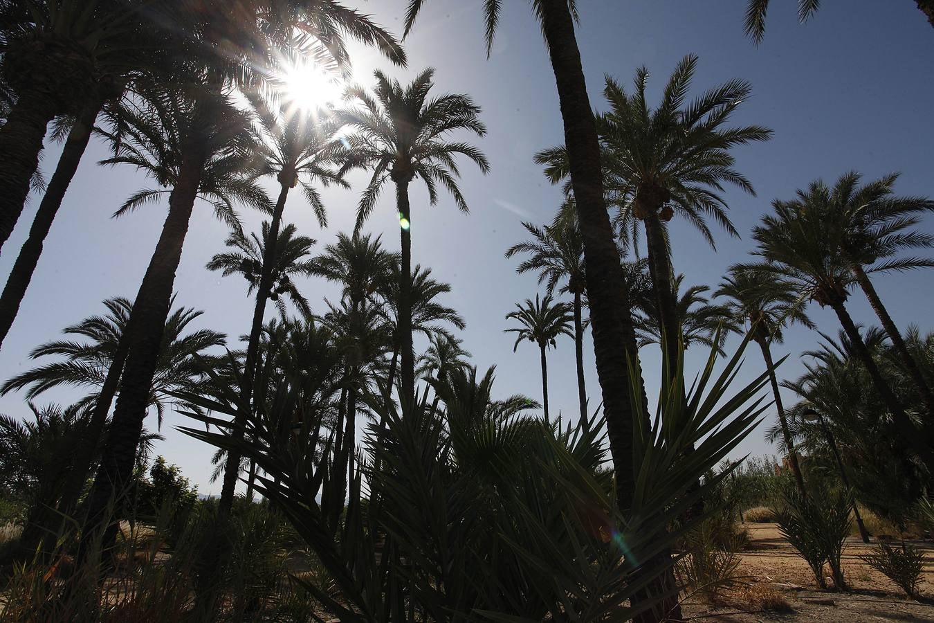 Un acuerdo con Profusa permite incorporar al patrimonio municipal el palmeral de Zaraíche